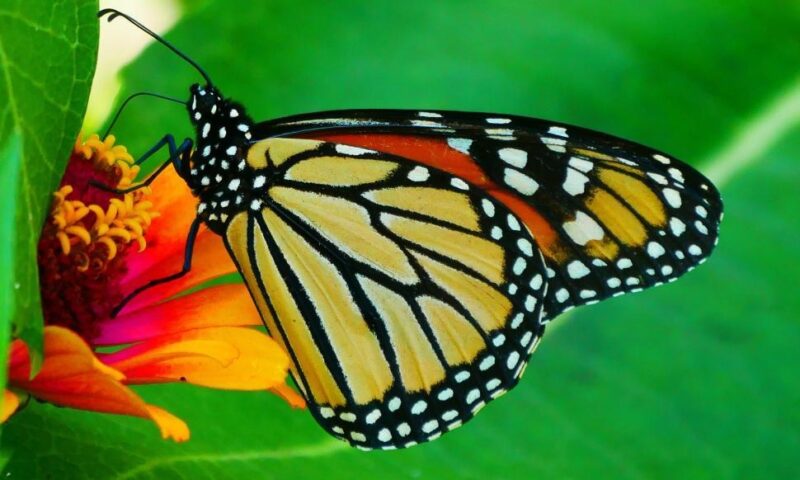 Butterfly – The Magic of Transformation