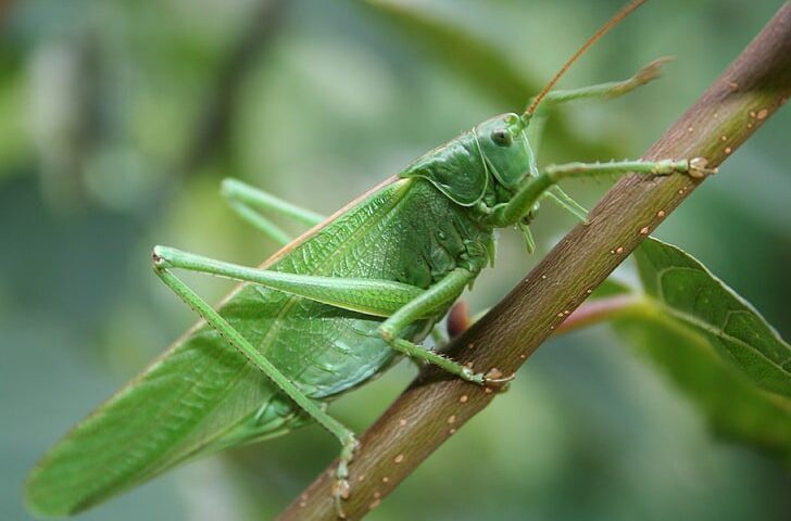 Grasshopper – Symbol of Fertility & Faith