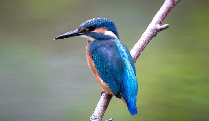 KINGFISHER THE GOOD LUCK OMEN Tina Ki Duniya