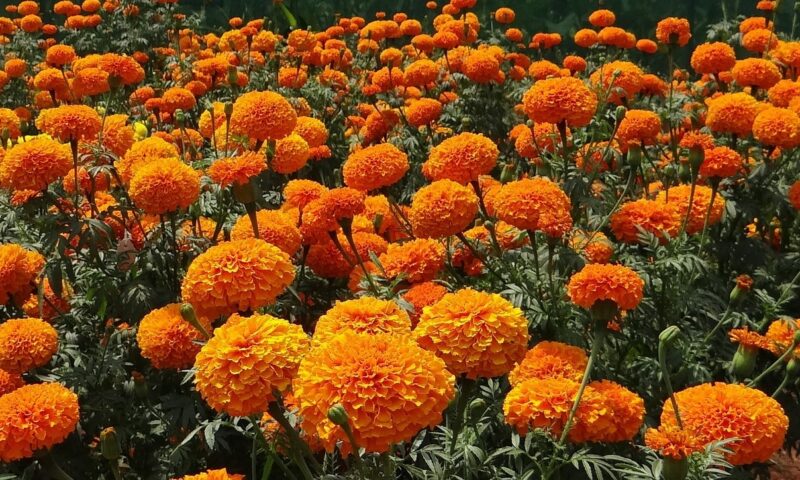 MARIGOLD – The Symbol of Divine Protection
