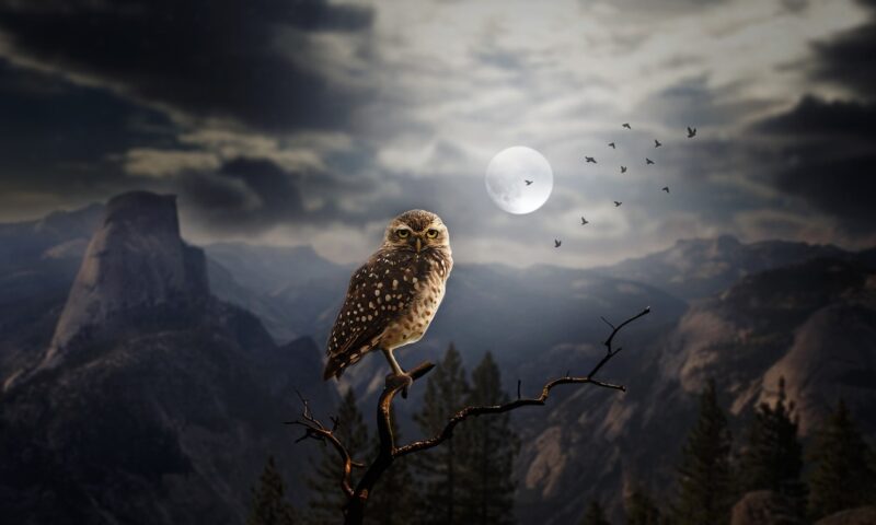 OWL – The Bird of Wisdom and Clarity