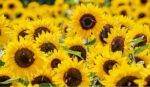 Sunflower – Look at the Bright Side of Things