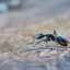 Ant – The Spiritual Messenger of Power Within